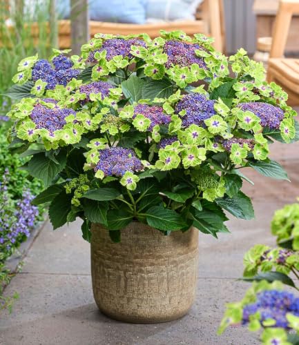 baldur-garten-freiland-hortensie-magical-edgy-green-im-14-cm-topf image 4