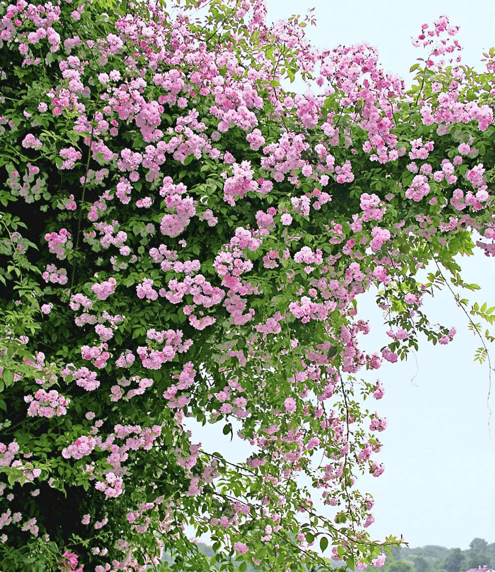 baldur-garten-rambler-rosen-kollektion-blau-und-rosa-2er-set image 3