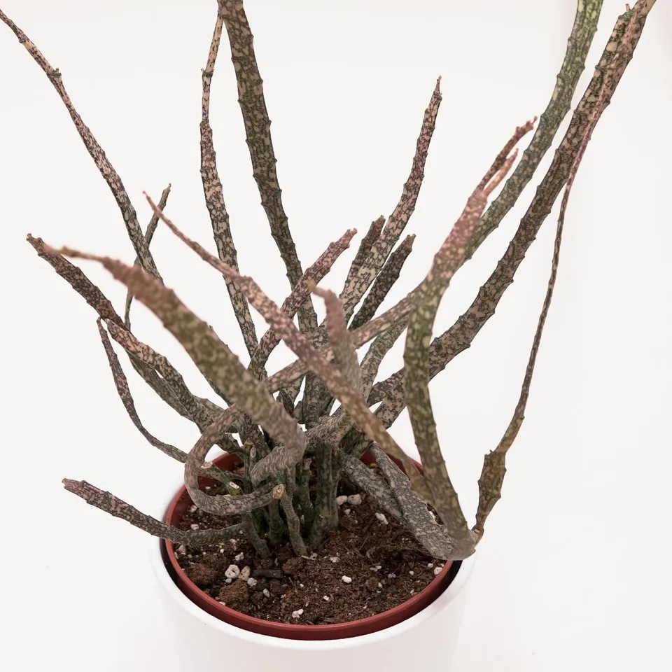 pasiora-euphorbia-platyclada-sukkulente-12cm-topf image 1