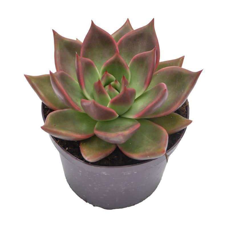 pasiora-echeveria-mars-sukkulente-13cm-rosette image 2