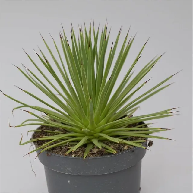 pasiora-agave-striata-v-nana-agave-12cm-topf image 1