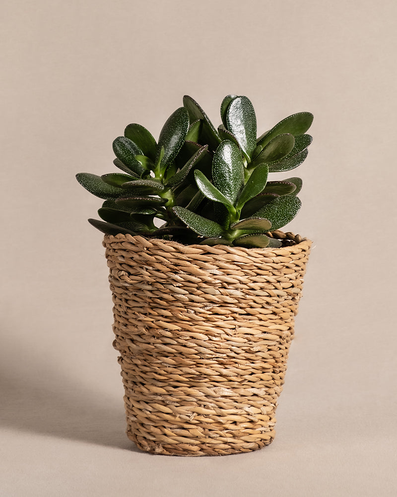 feey-geldbaum-crassula-ovata-pfennigbaum-gl-cksbaum-klein image 8