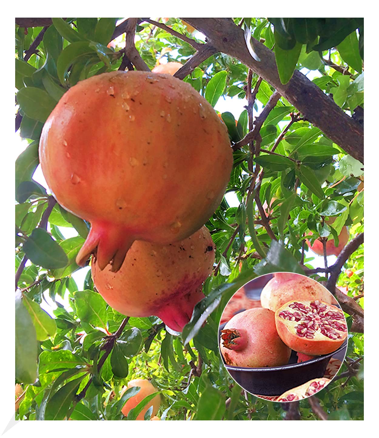 baldur-garten-granatapfel-winterharte-nutz-zierpflanze-im-9x9-cm-topf image 1