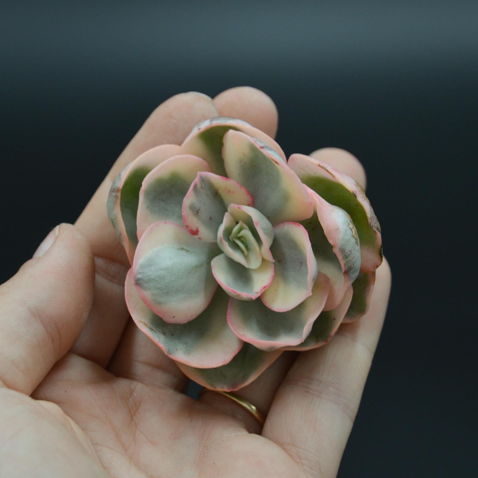 pasiora-echeveria-suyon-f-variegata-steckling image 1