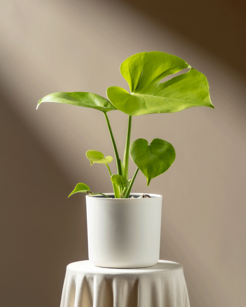 feey-monstera-cheesy-fensterblatt-rarit-t image 7