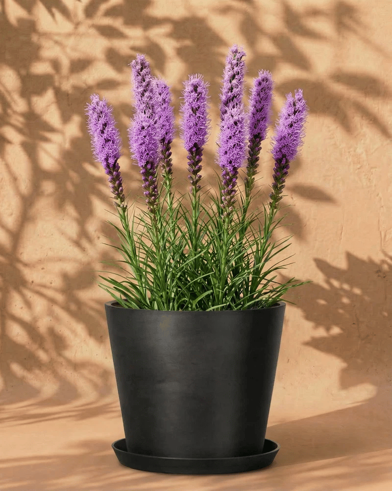 feey-prachtscharte-violett-liatris-spicata-knollen image 7