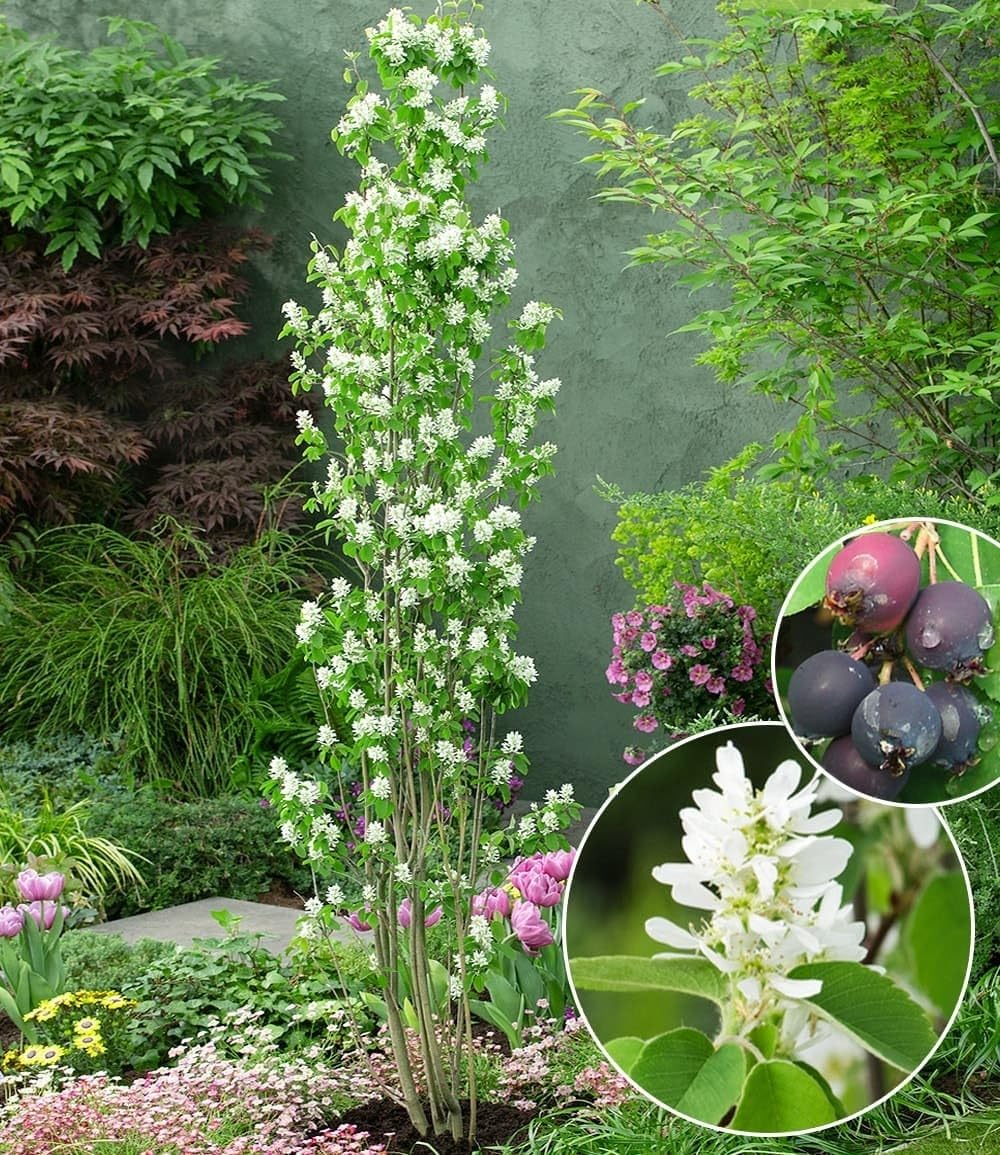 baldur-garten-felsenbirne-amelanchier-obelisk-s-ulen-obstpflanze-im-3-liter-topf image 2