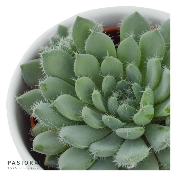 pasiora-echeveria-setosa-var-minor-sukkulente-5-5cm-topf image 2