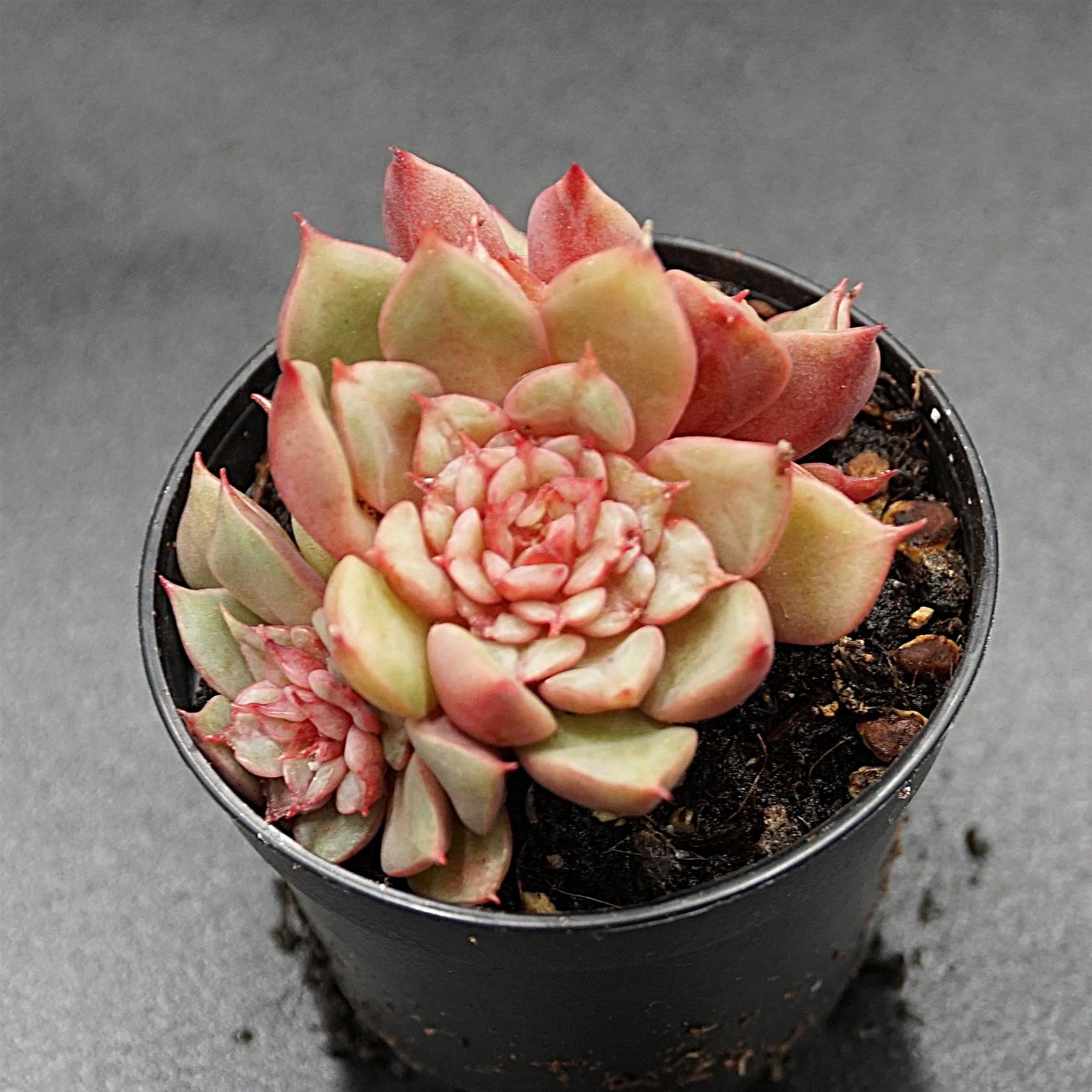 pasiora-echeveria-tesla-rarit-t-einzelst-ck-indoor-sukkulente image 1