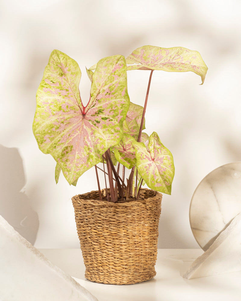 feey-caladium-seafoam-pink-zimmerpflanze-rosa-gr-n-mittel image 8