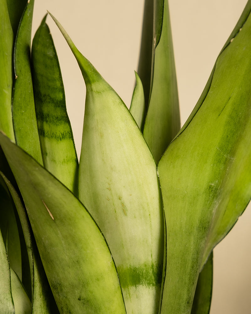 feey-sansevieria-trifasciata-moonshine-bogenhanf-mittel image 2