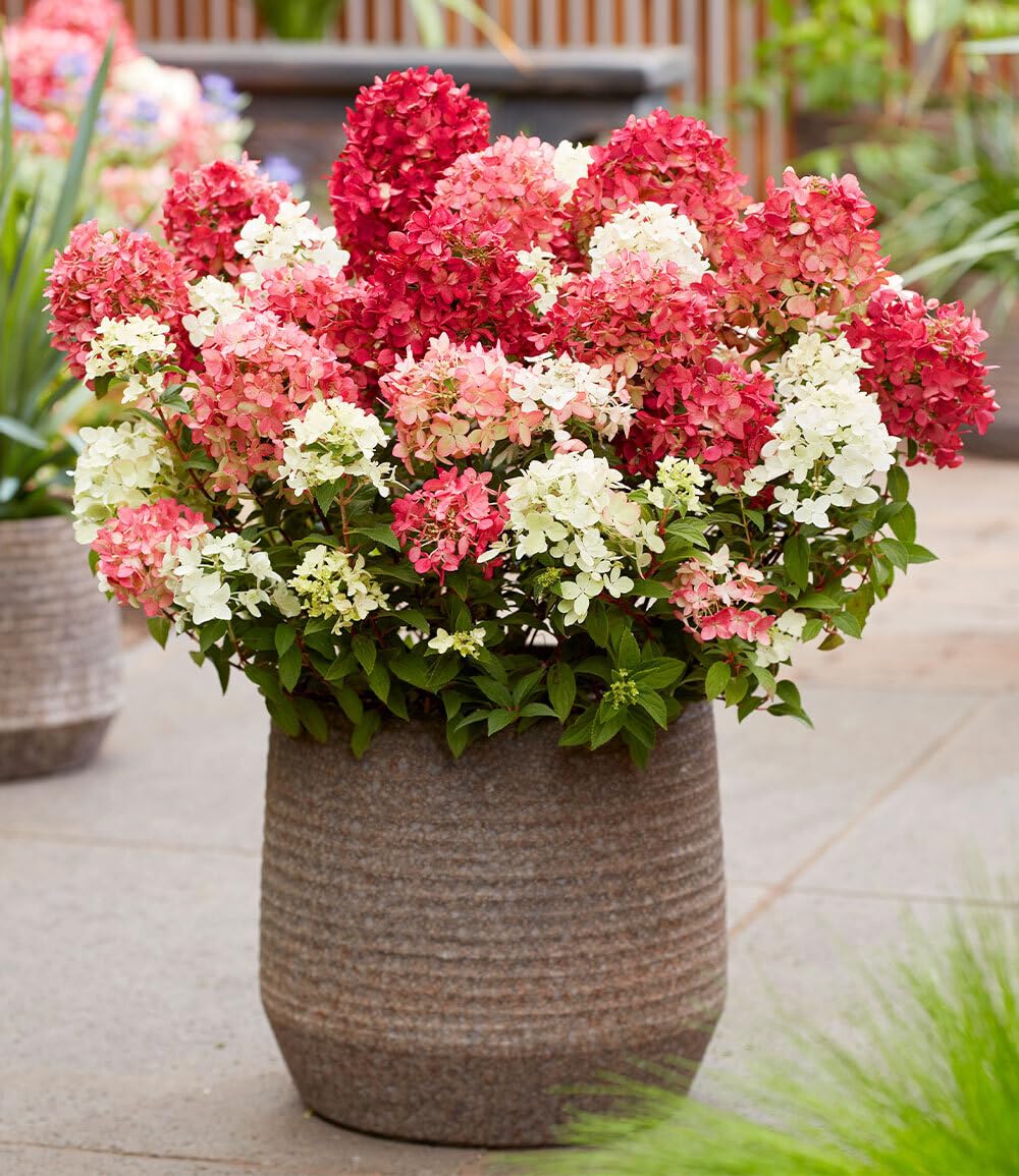 baldur-garten-niedrige-hortensie-groundbreaker-ruby-pflanze-im-14-cm-topf image 4