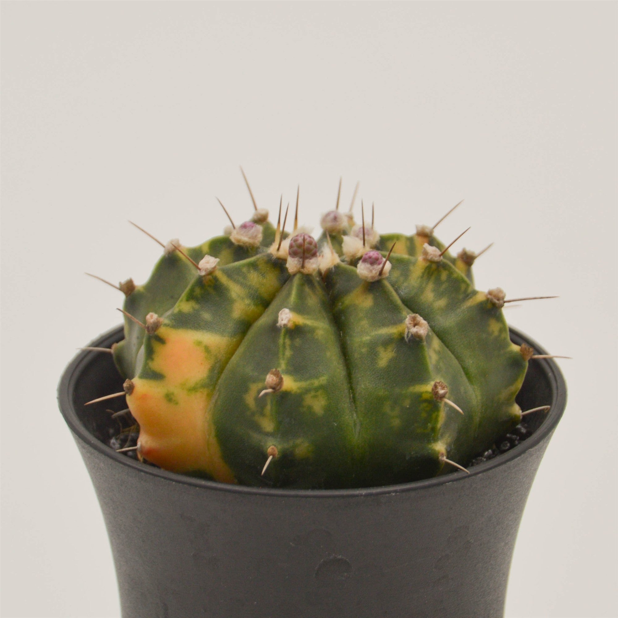 pasiora-gymnocalycium-mihanovichii-f-variegata-kaktus-8cm image 2