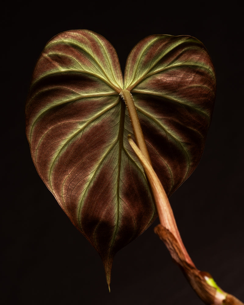 feey-philodendron-verrucosum-incensi-babypflanze-im-6-cm-topf image 8