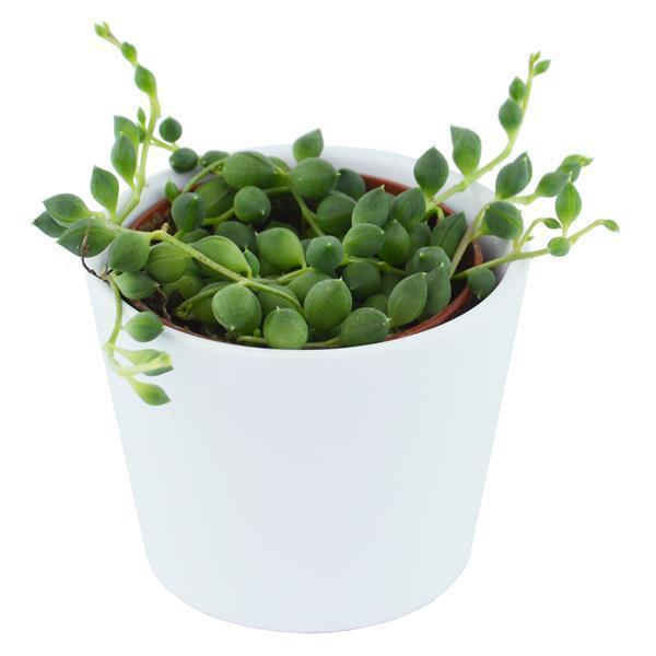 pasiora-senecio-rowleyanus-erbsenpflanze-6cm-topf image 3