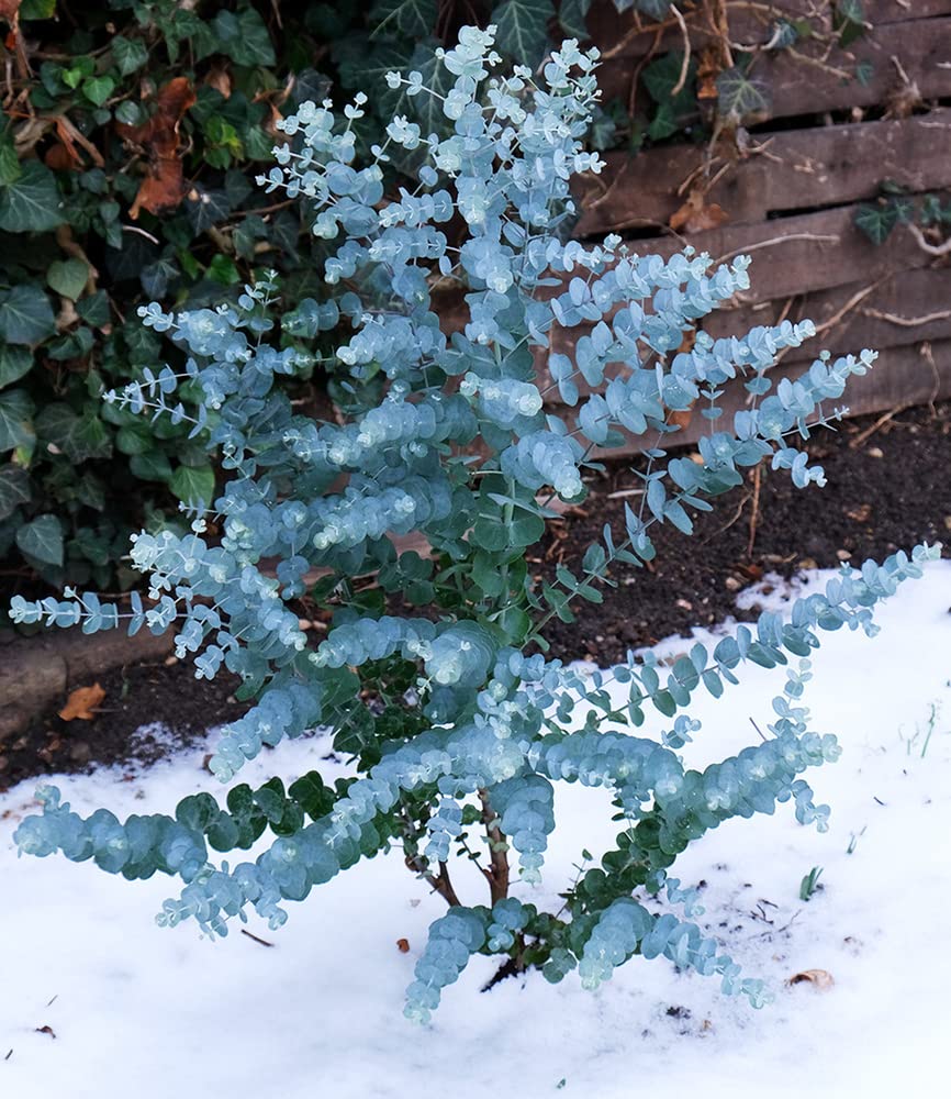 baldur-garten-winterharter-eukalyptus-azura-im-15-cm-topf image 4