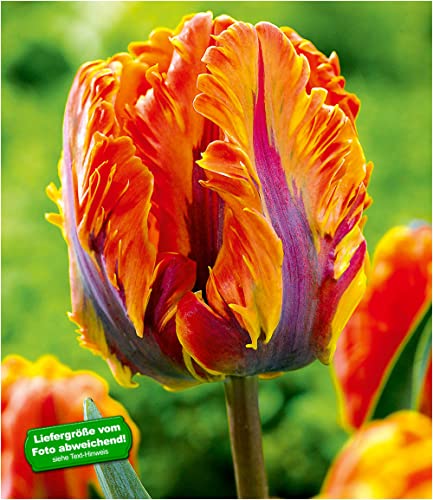 baldur-garten-papageien-tulpe-irene-parrot-8er-set-zwiebeln-12-cm image 4