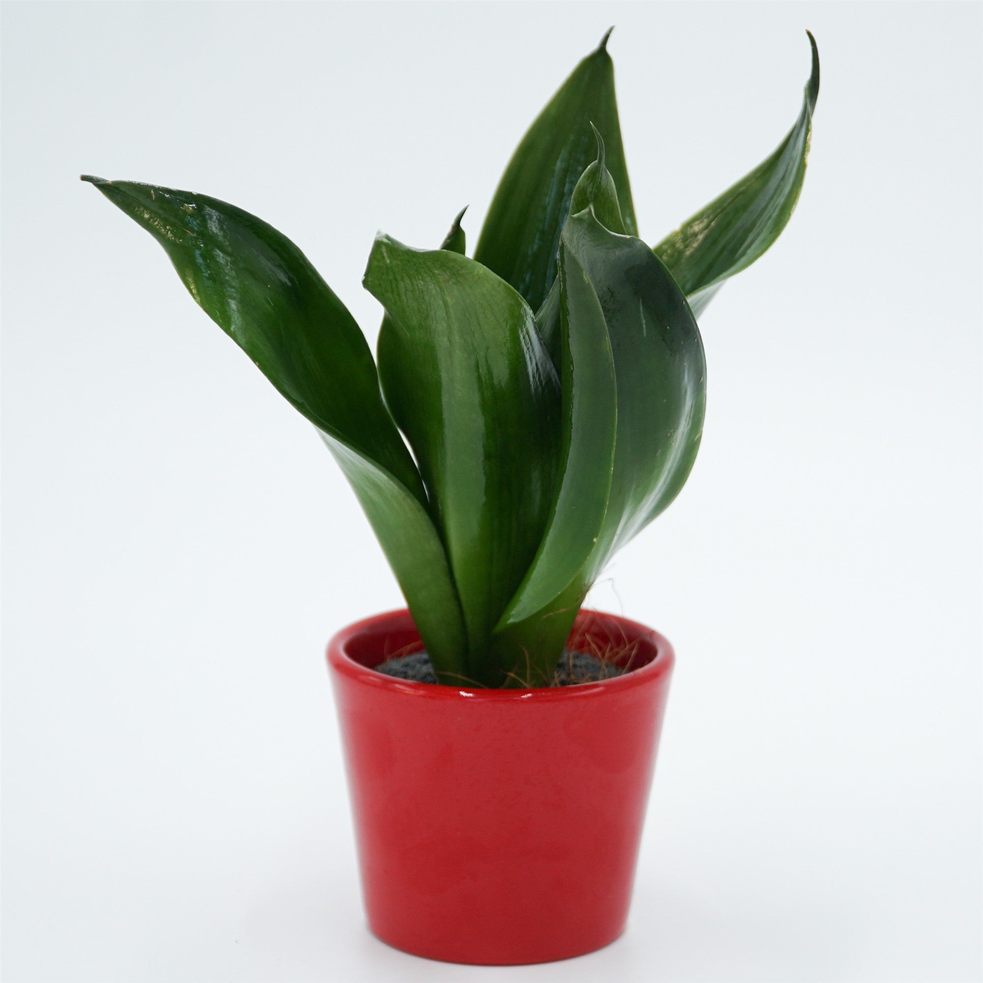 pasiora-sansevieria-trifasciata-black-jade-6cm image 2