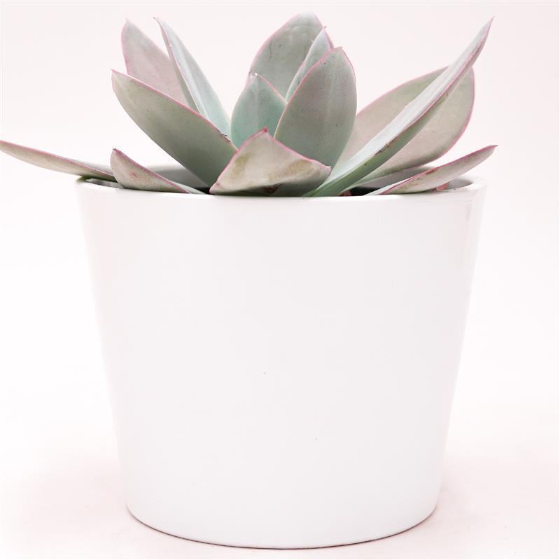 pasiora-echeveria-cante-sukkulente-12-cm image 2