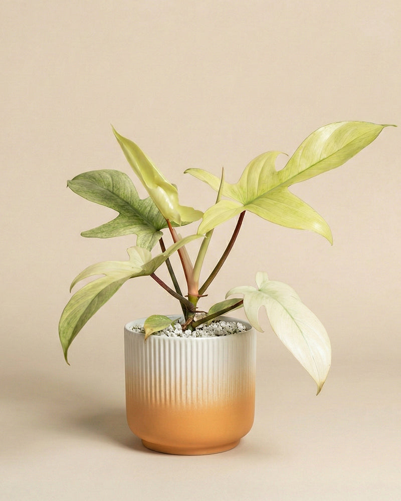 feey-philodendron-florida-ghost-zimmerpflanze-rarit-t image 7