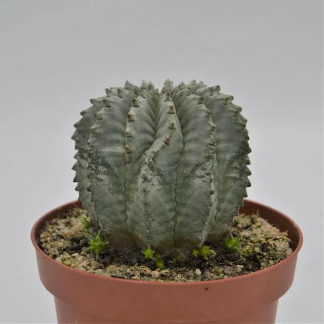 pasiora-euphorbia-horrida-v-striata-alba-sukkulente-13-cm image 1