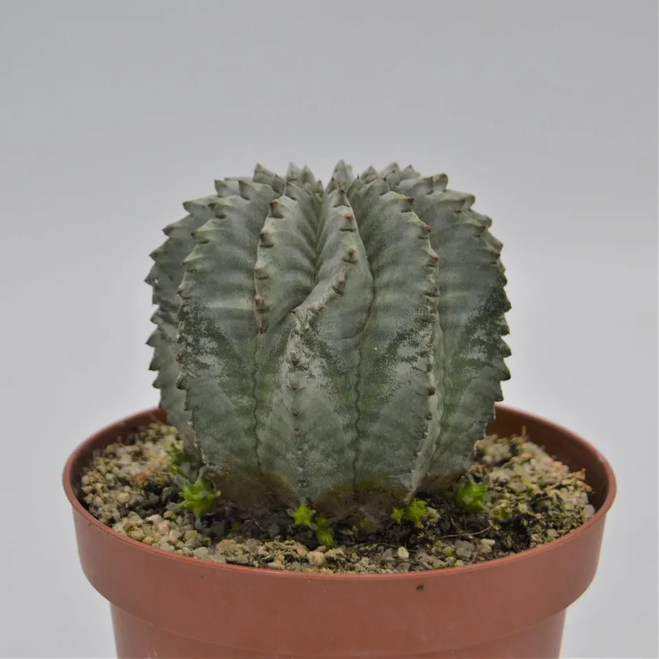pasiora-euphorbia-horrida-v-striata-alba-sukkulente-13-cm image 1