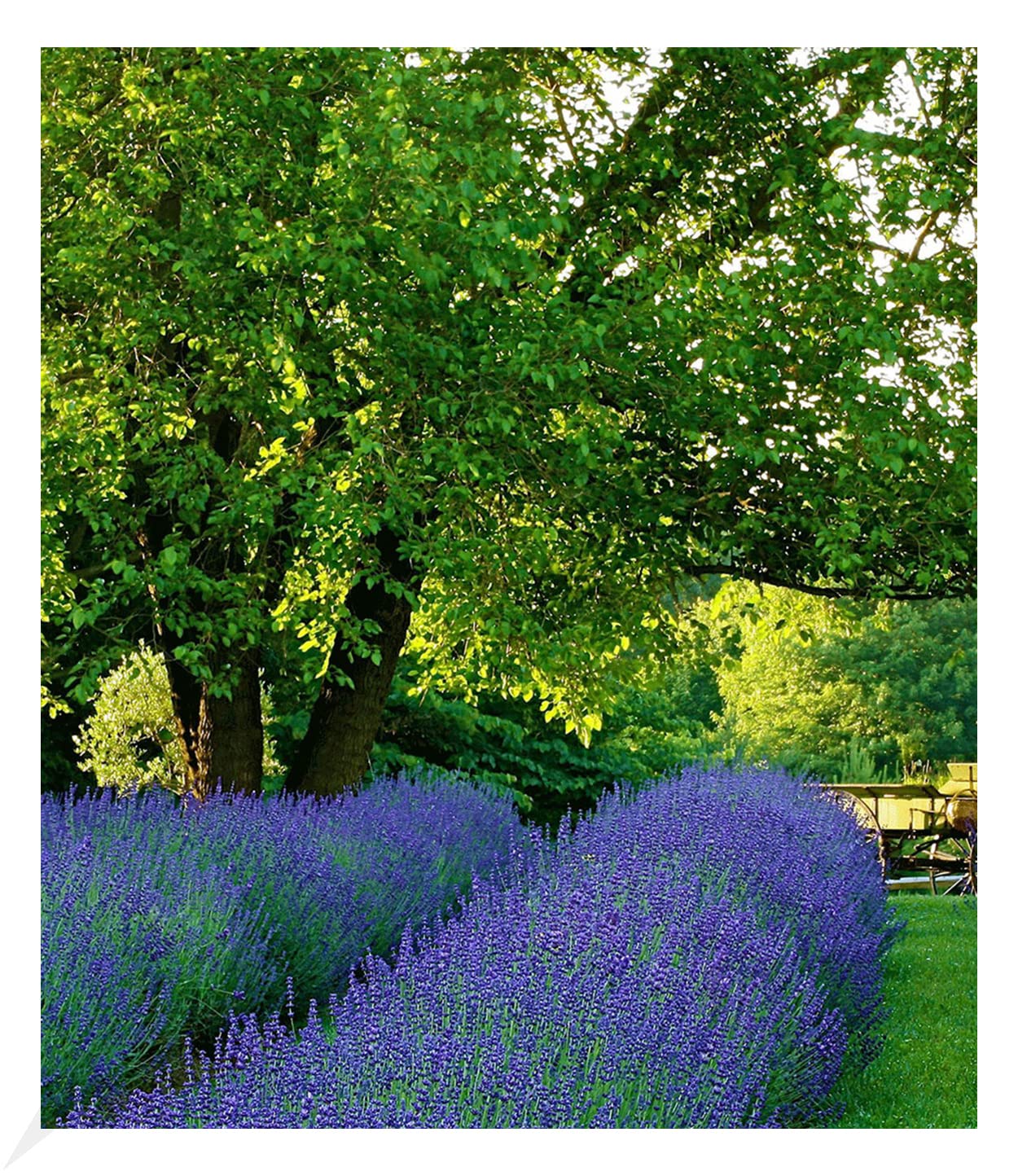 baldur-garten-duft-lavendel-rosa-3x-lavandula-angustifolia-im-9x9-cm-topf image 6