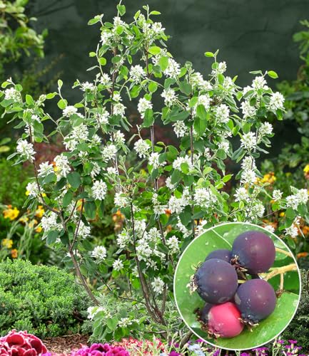 baldur-garten-felsenbirne-amelanchier-greatberry-garden-9x9-cm-topf image 6