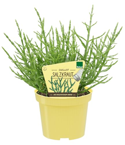 baldur-garten-bio-salzkraut-queller-pflanze-im-12-cm-topf-meeresspargel image 5