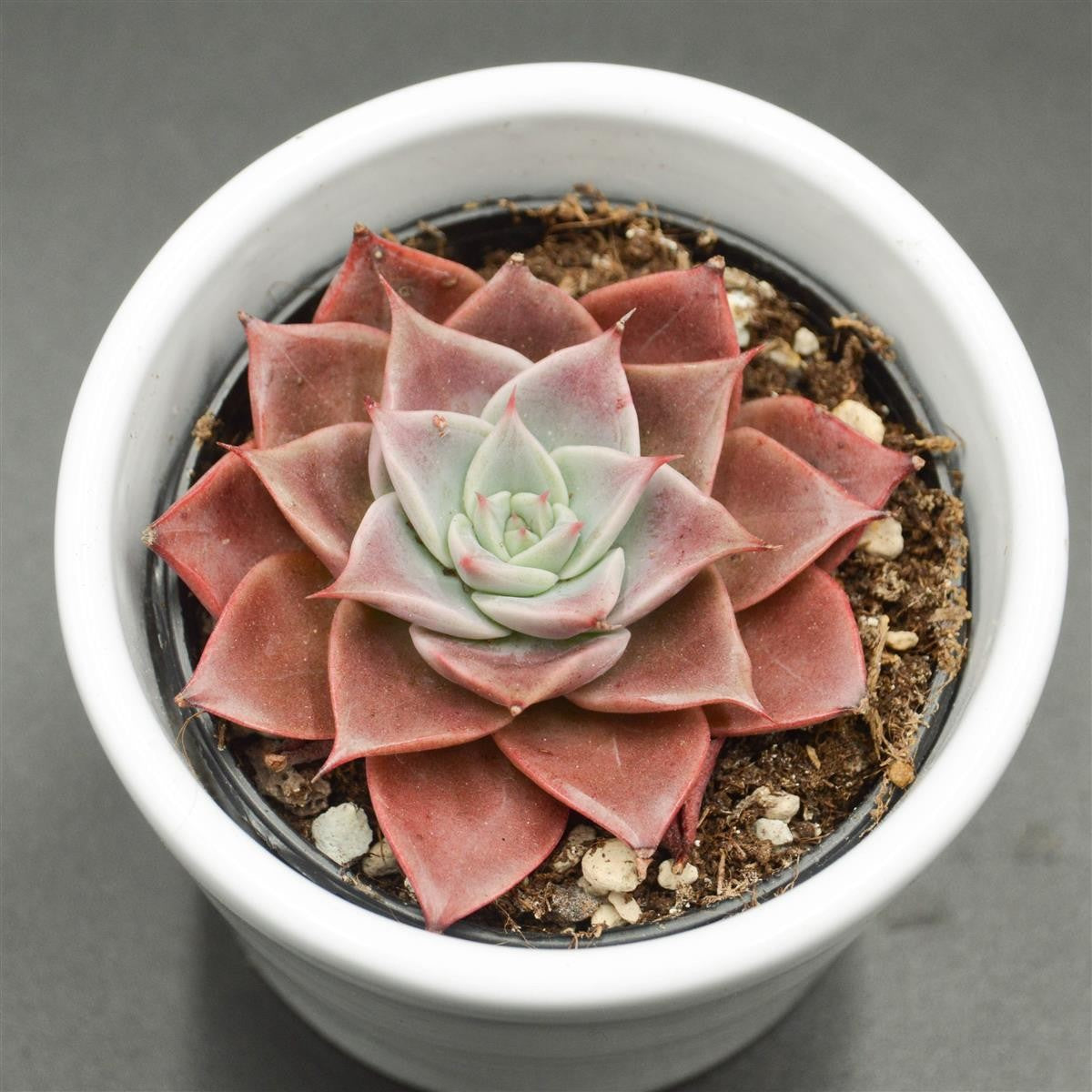 pasiora-echeveria-corsican-rose-sukkulente-6cm-topf image 1