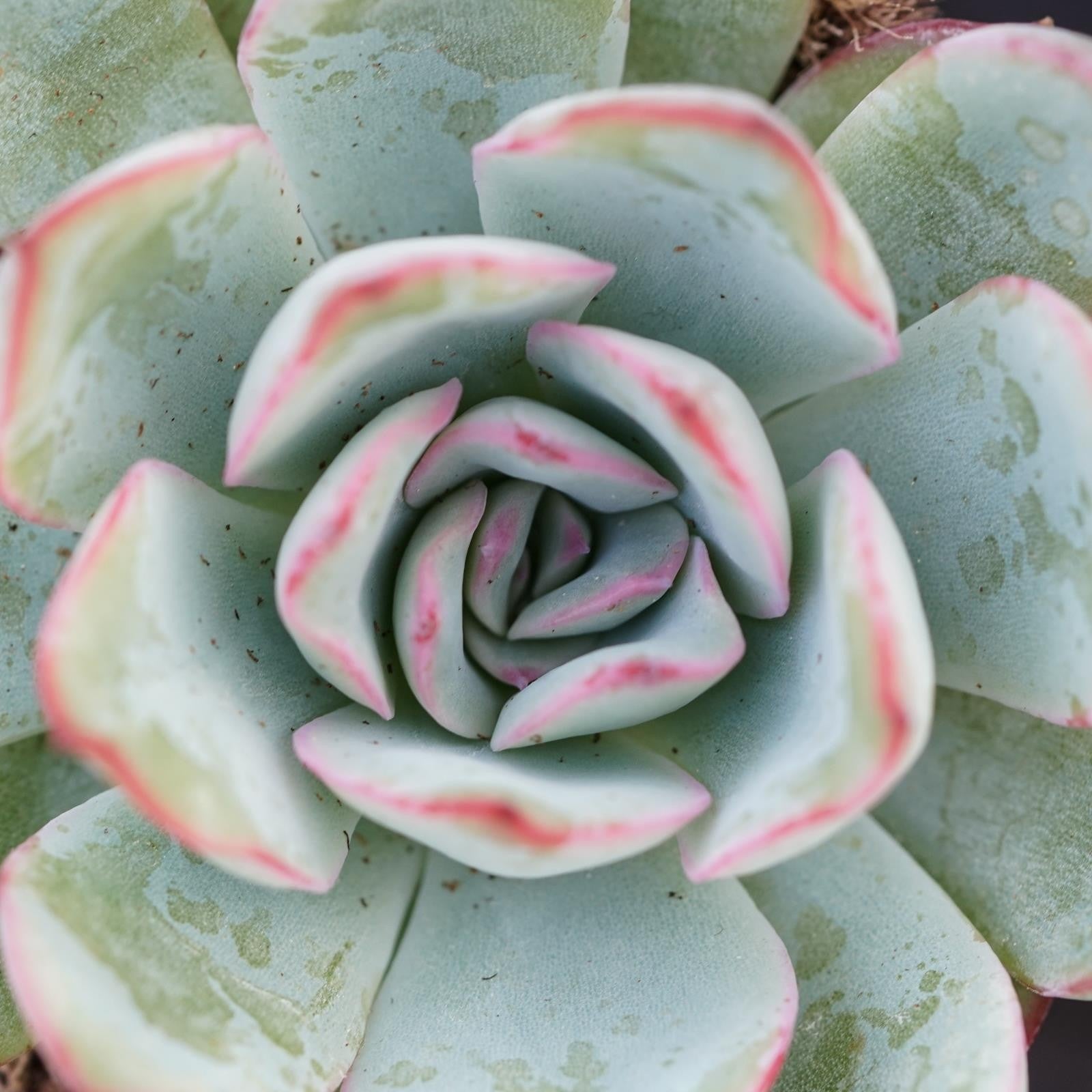 pasiora-echeveria-apus-sukkulente-6cm image 4