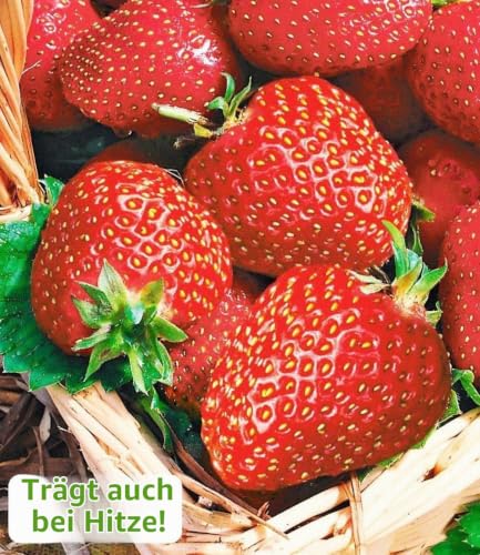 baldur-garten-immertragende-erdbeere-seascape-8-pflanzen-5-6-cm-topf image 4