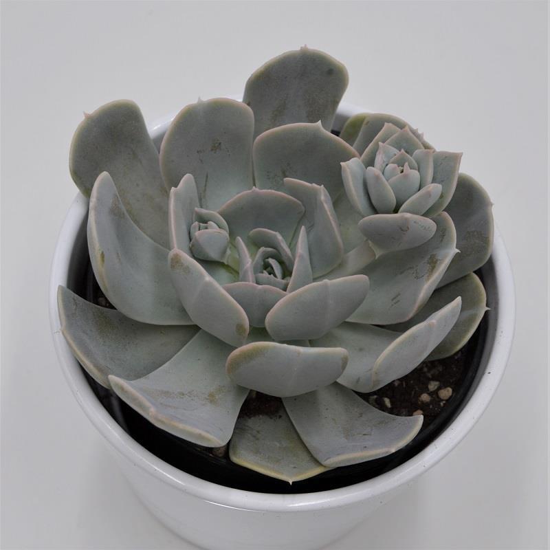 pasiora-echeveria-runyonii-rosette-12cm image 1