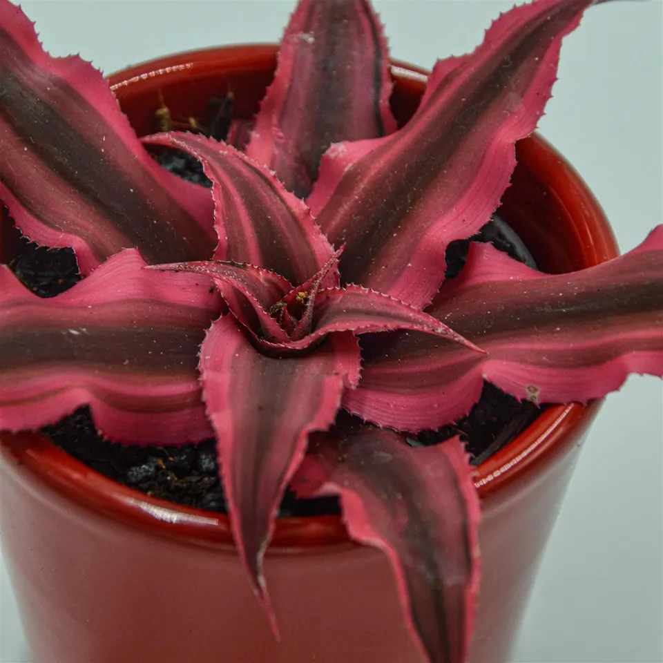 pasiora-cryptanthus-bivittatus-super-pink-erdstern-6cm image 1