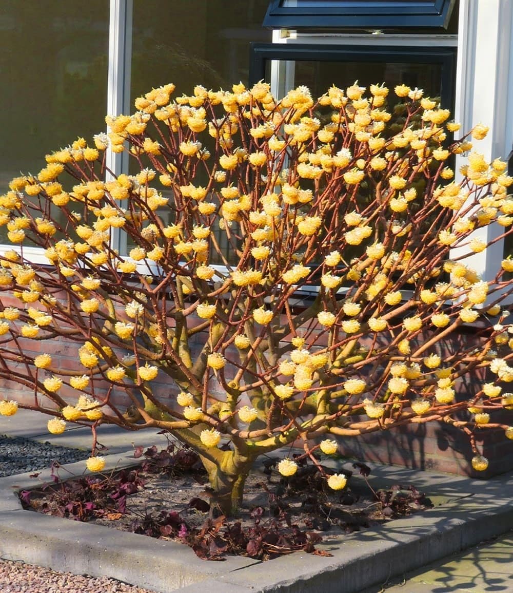 baldur-garten-edgeworthia-grandiflora-papierpflanze-13-cm-topf image 3