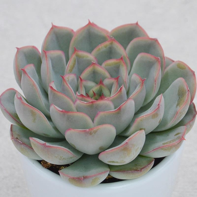 pasiora-echeveria-hercules-echeverie-5-5cm image 1
