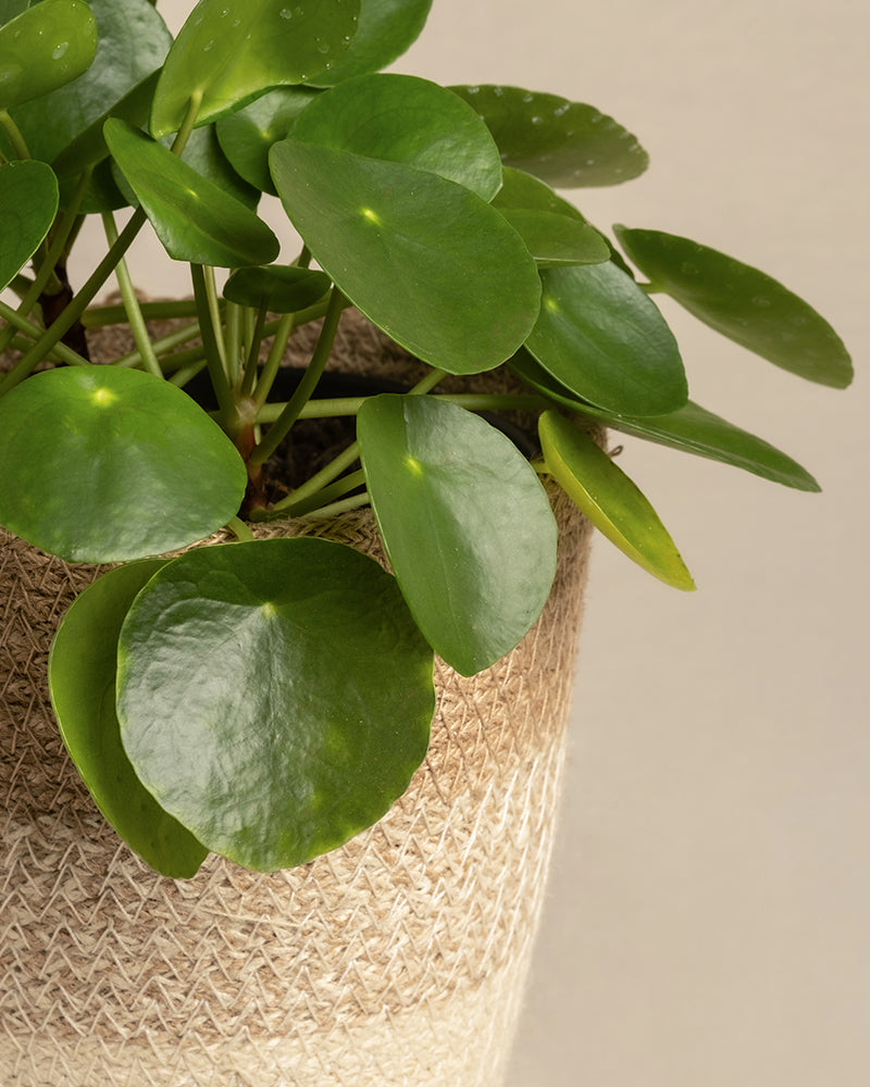 feey-ufopflanze-pilea-peperomioides-tierfreundlich-klein image 2