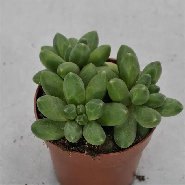 pasiora-pachyphytum-compactum-little-jewel-8-5cm-topf image 1