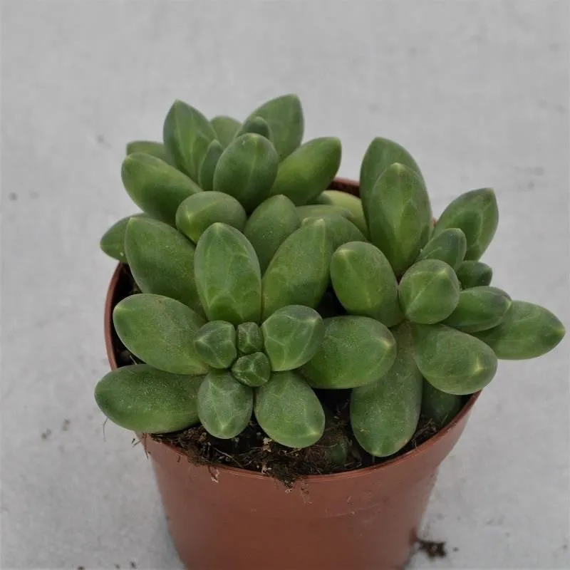 pasiora-pachyphytum-compactum-little-jewel-8-5cm-topf image 1
