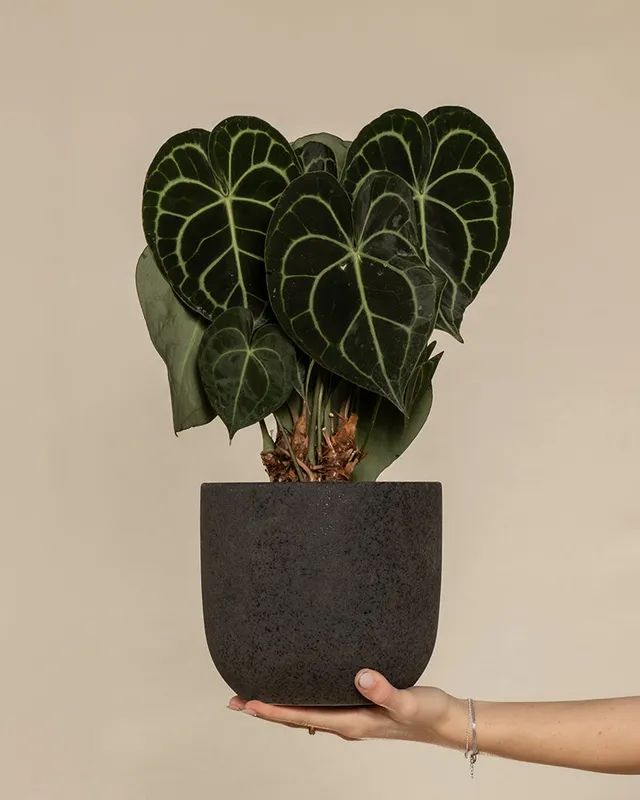 feey-anthurium-clarinervium-zimmerpflanze-herzblattblume image 1