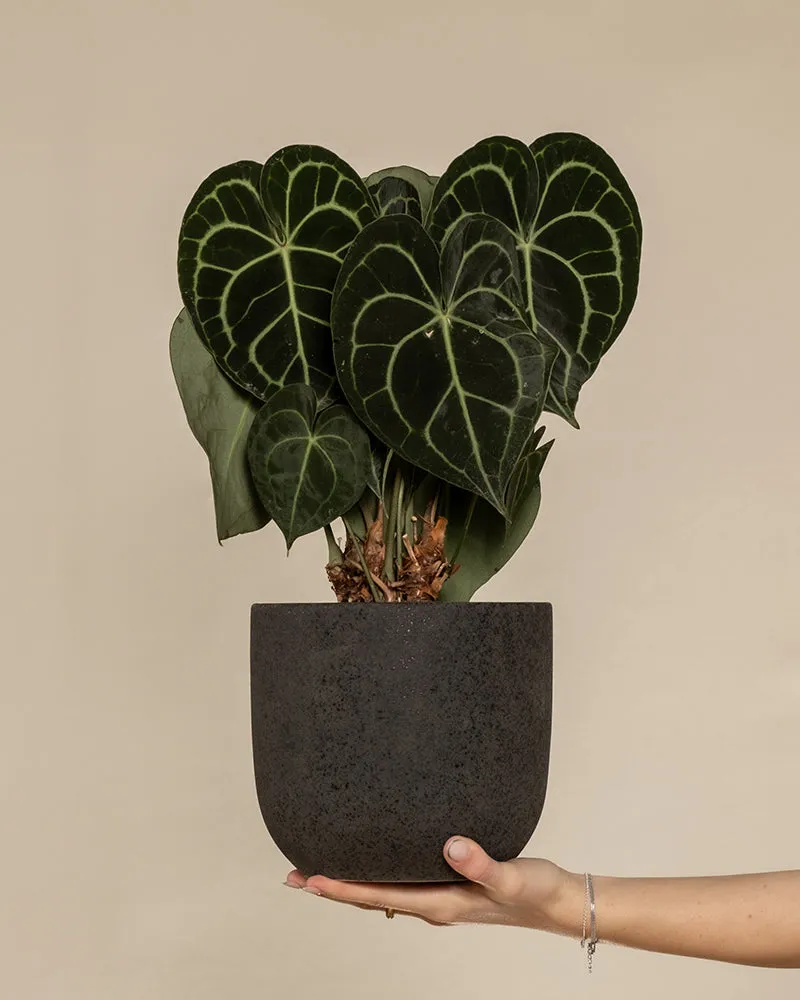 feey-anthurium-clarinervium-zimmerpflanze-herzblattblume image 1