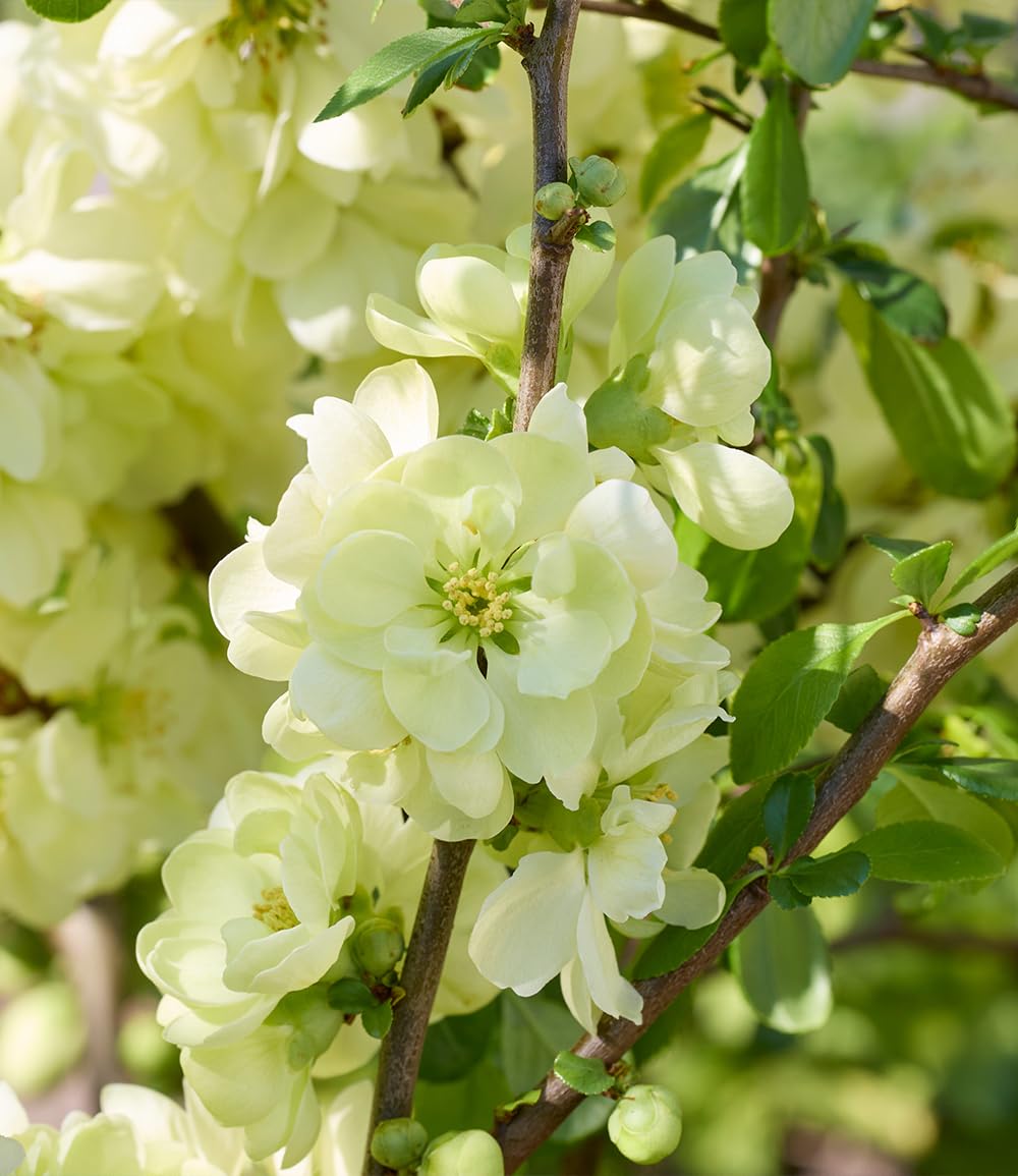 baldur-garten-zierquitte-lemon-sorbet-bl-tenstrauch-im-9x9-cm-topf-150-200-cm image 2