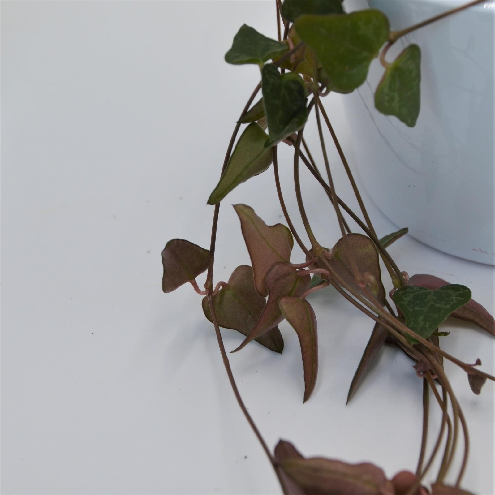pasiora-ceropegia-woodii-orange-8-cm-topf image 2