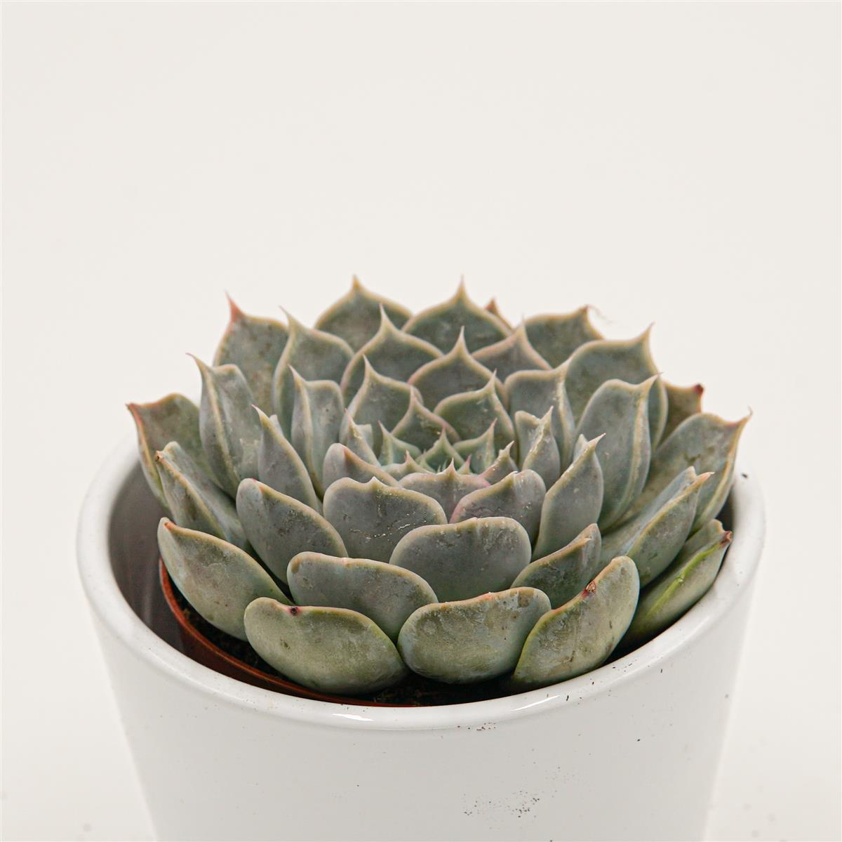 pasiora-echeveria-sp-gilo-hidalgo-8-5cm-rarit-t image 1