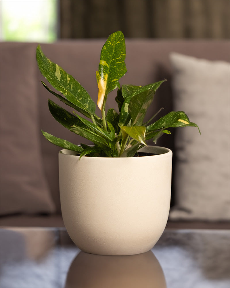 feey-philodendron-ring-of-fire-rarit-t-20-30-cm-topf-13-cm image 4