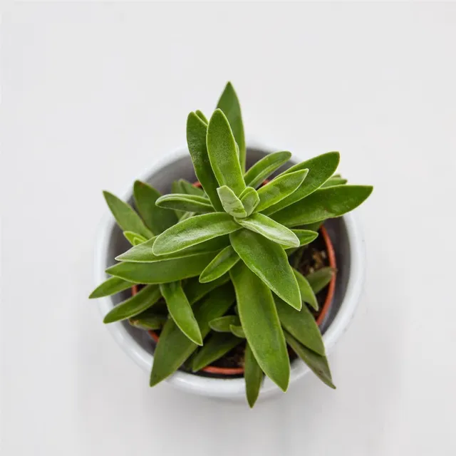 pasiora-crassula-stretto-dickblatt-sukkulente-5-5cm image 1