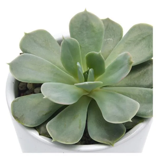 pasiora-echeveria-holy-gate-sukkulente-im-6cm-topf image 1