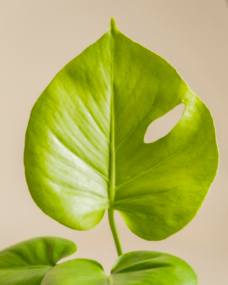 feey-monstera-cheesy-fensterblatt-rarit-t image 2