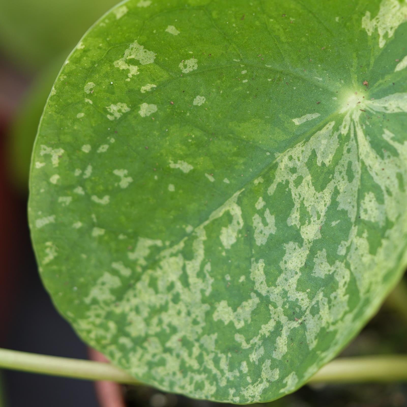 pasiora-pilea-peperomioides-mojito-chinesischer-geldbaum-13cm-topf image 4