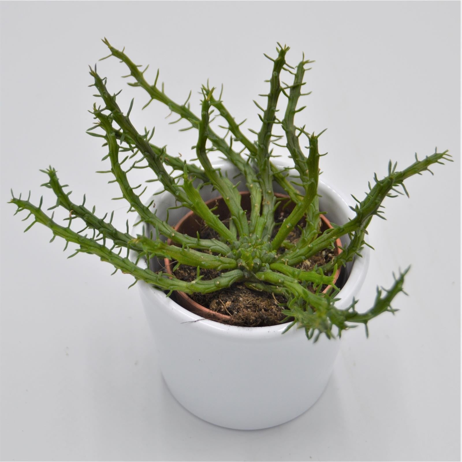 pasiora-euphorbia-pugniformis-sukkulente-5-5cm image 1